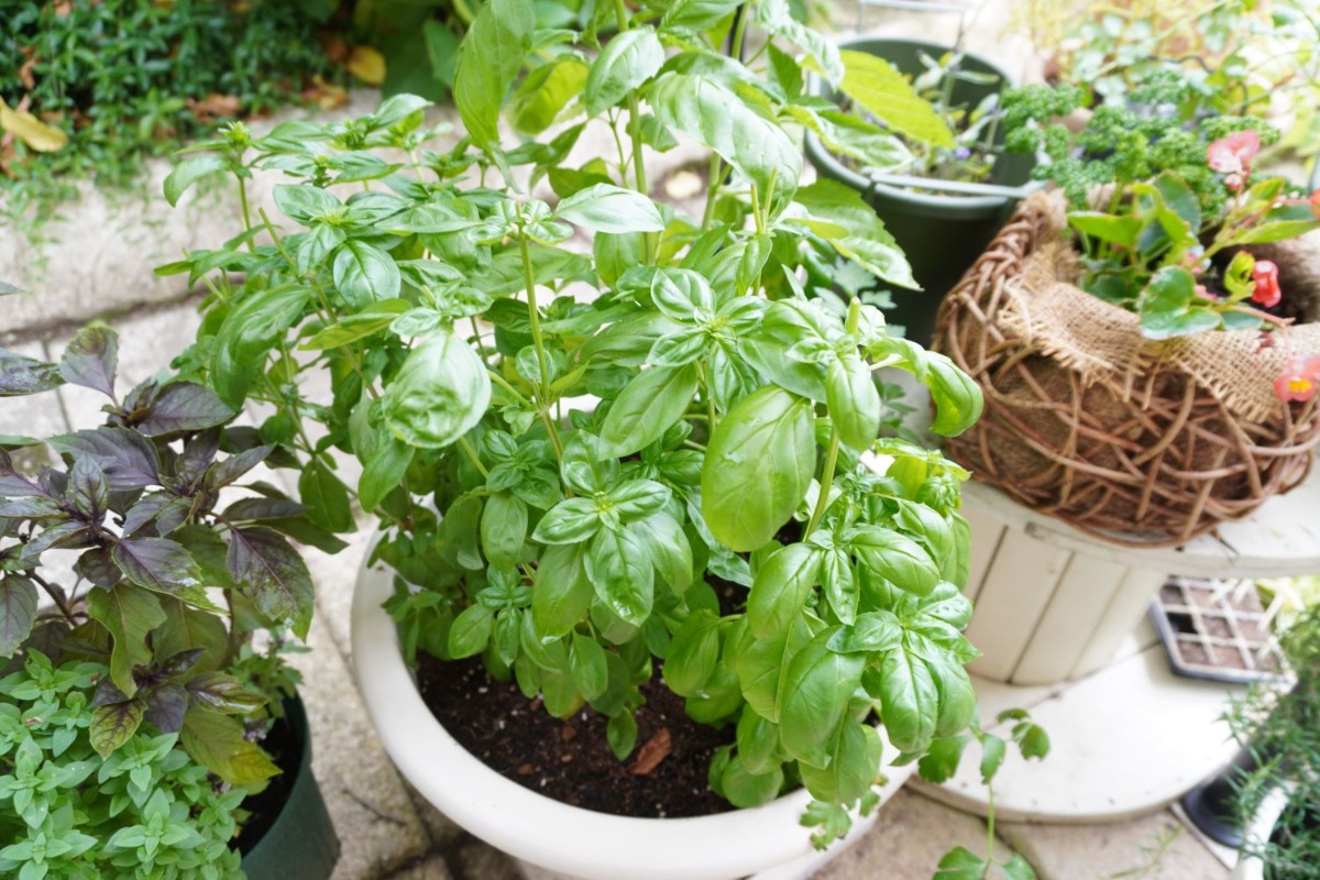 ベランダでもOK!家庭菜園の基本の道具と始め方・おすすめの野菜&ハーブを紹介RoomClip mag暮らしとインテリアのwebマガジン