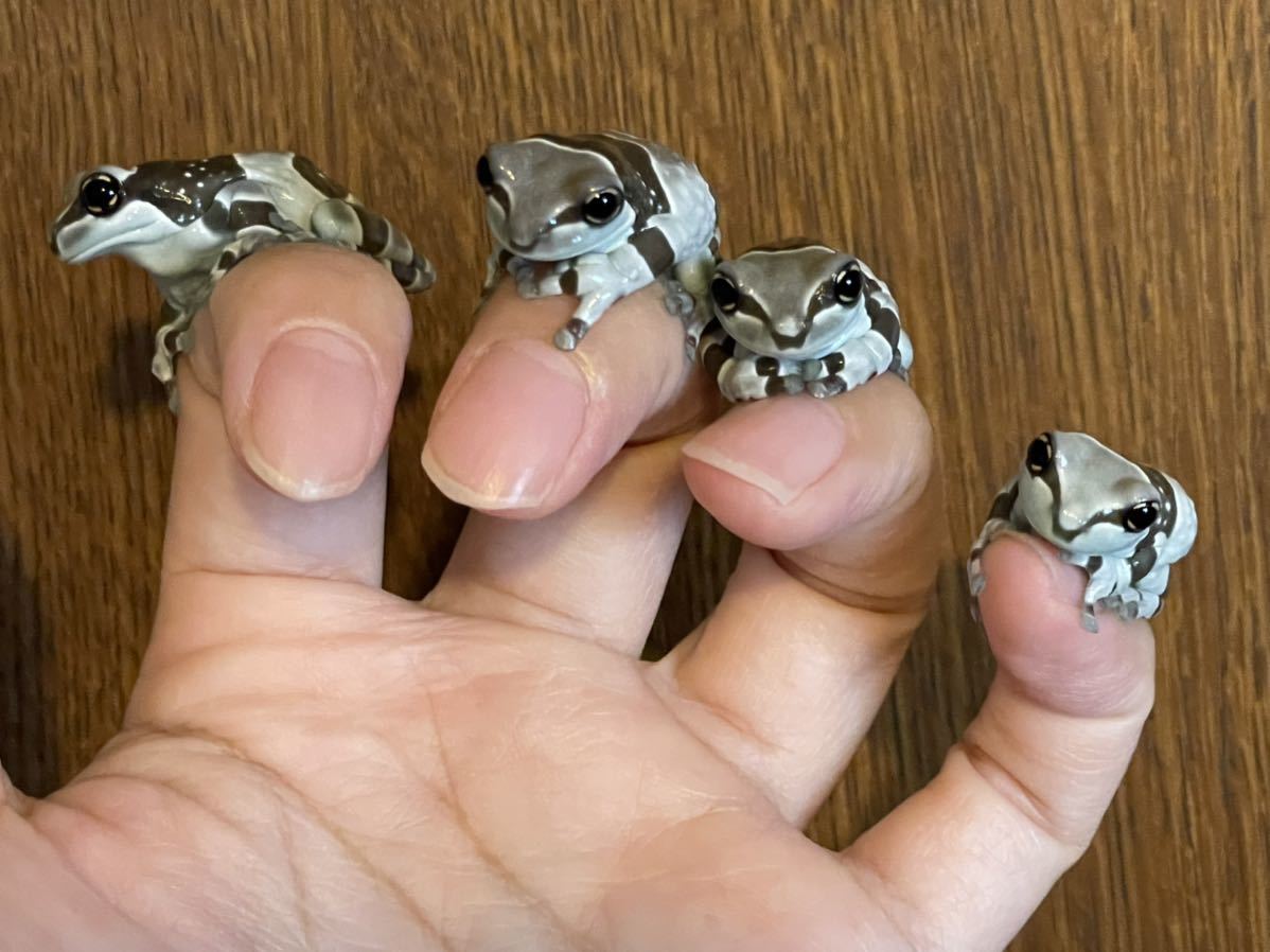 ミルキーフロッグ 2匹