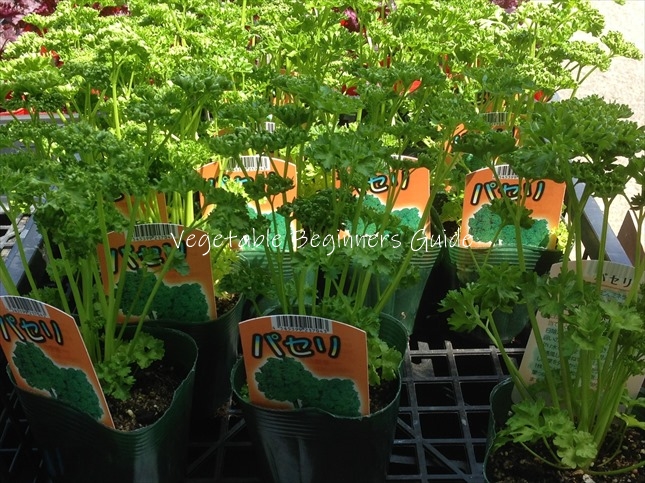 パセリの育て方は簡単？水耕栽培もできる?室内で栽培できるパセリの育て方と、収穫、保存方法まで！株式会社タカギ読みもの