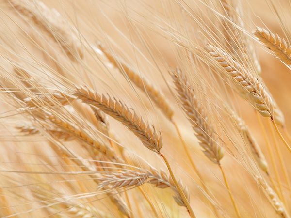 ビールの原料「大麦」とは？種類や小麦との違いを徹底解説 – キンシ正宗オンラインショップ