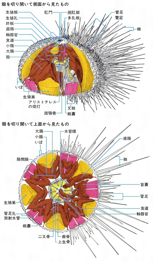 ウニの中身を徹底的に紹介！体の構造についても教えちゃいます - 北海道食材専門㋚元八商店 ブログ北海道食材専門㋚元八商店
