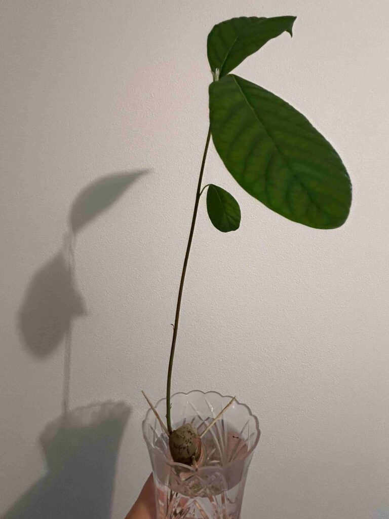 アボカド栽培 春からその後CAINZ DIY Square