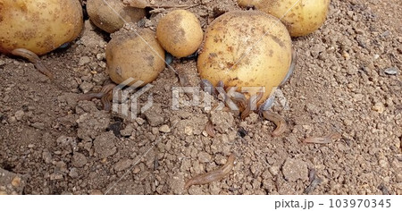 ジャガイモガ農業害虫や病害の防除・農薬情報病害虫・雑草の情報基地全国農村教育協会