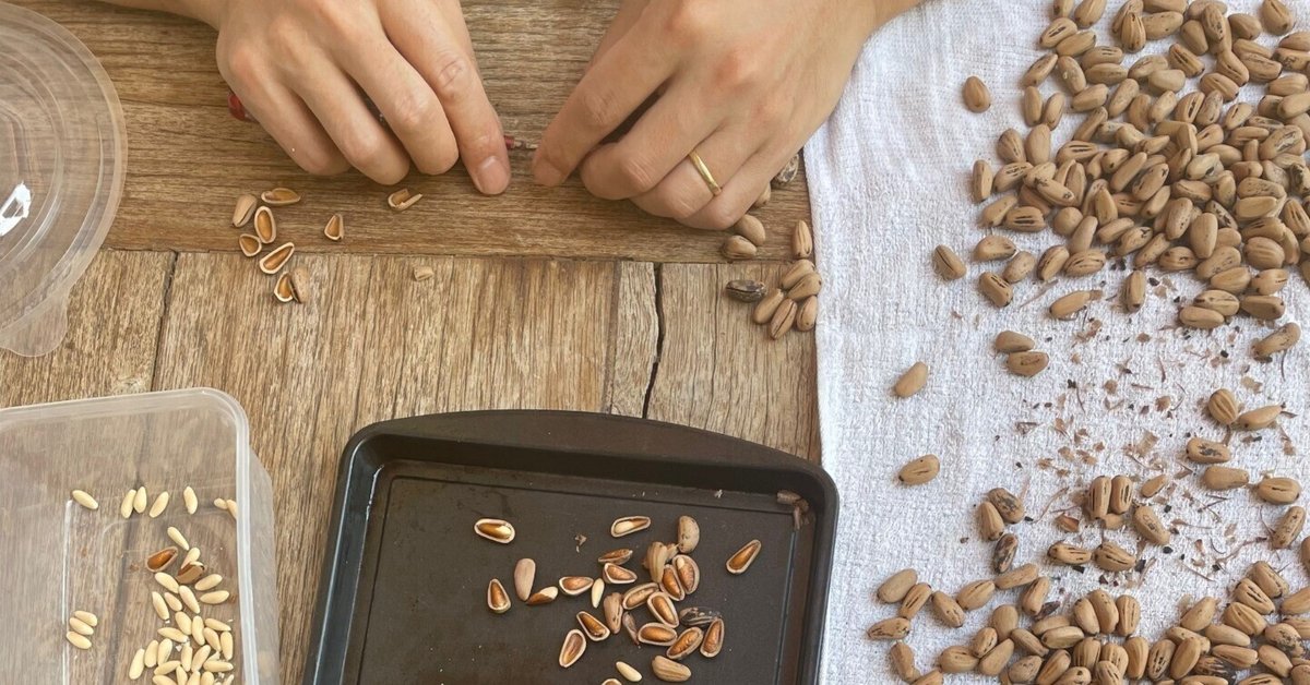 どんな味なの！？ロシア名物「松ぼっくりのジャム」が話題に 「想像できない」「実在したんですねぇ」まいどなニュース