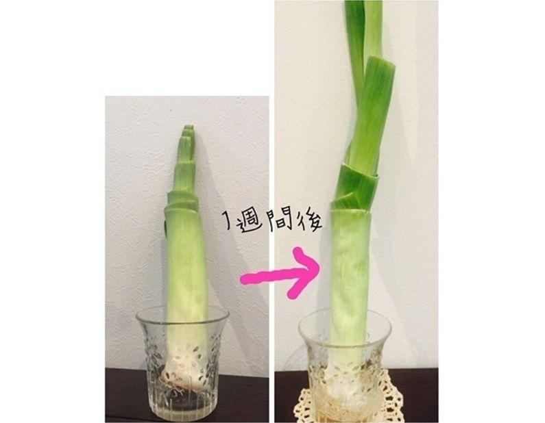 ネギの育て方・栽培方法失敗しない栽培レッスン 野菜 サカタのタネ 家庭菜園・園芸情報サイト 園芸通信