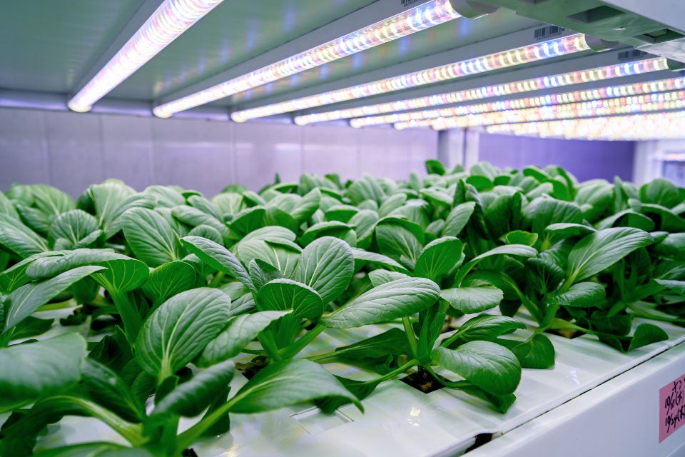 野菜のコンテナ栽培、用土を作ってみたプリメロ菜園通信