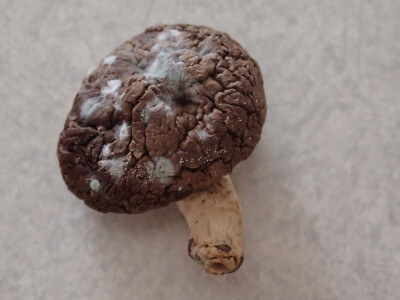 Amazon.co.jp: レンチナス奥羽伊勢 『 黑椎茸約270g』と『峰玉約350g 』食べ比べセット 高級椎茸 国産 秋田県産大きい 肉厚 ジューシー 菌床椎茸 白神山地の湧水で育った生椎茸 : 食品・飲料・お酒