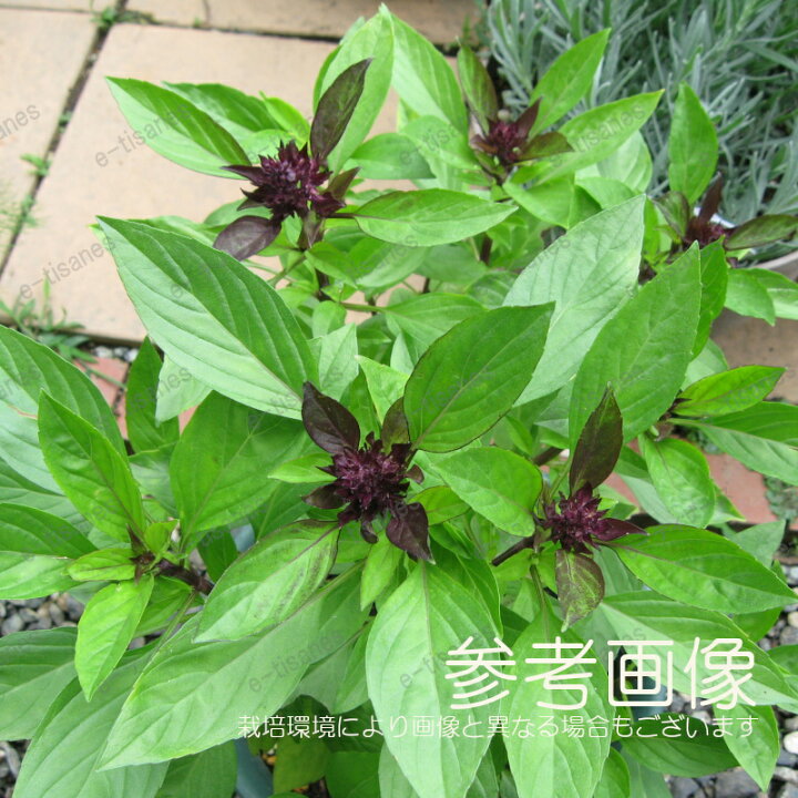 タイバジルの写真素材写真素材なら「写真AC」無料 フリー ダウンロードOK