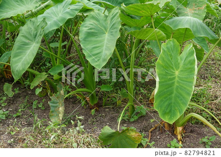 里芋の露: 自然と文化の森協会