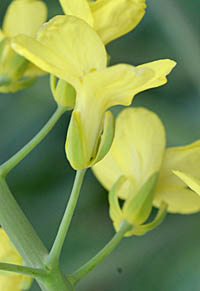 キャベツの腐った部分の除去方法と正しい保存方法