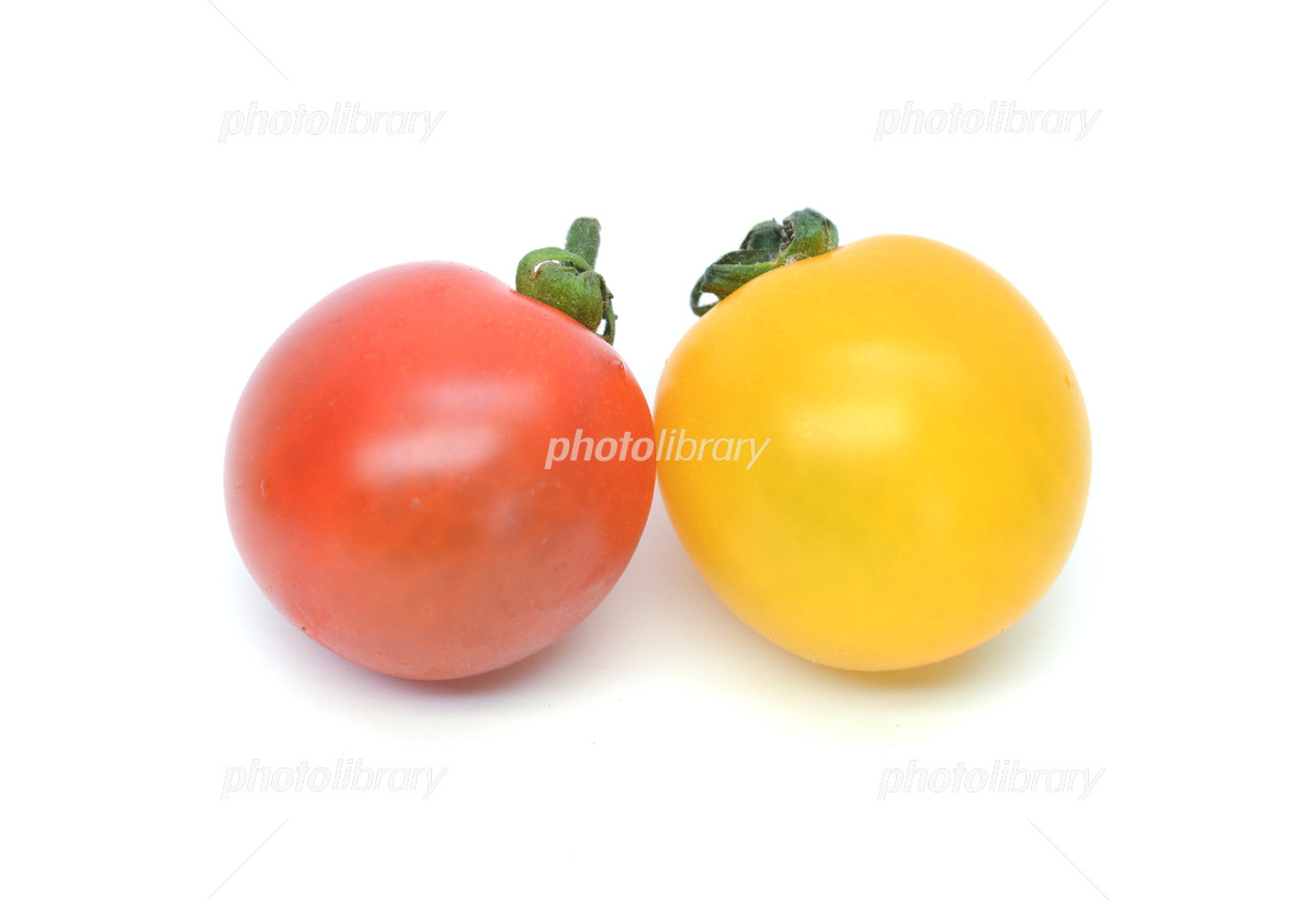 楽天市場 黄色トマトの通販