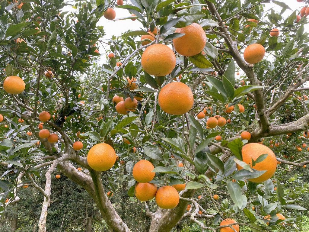 みかんの栽培方法・育て方を解説！温州みかんの魅力もご紹介 タキイネット通販