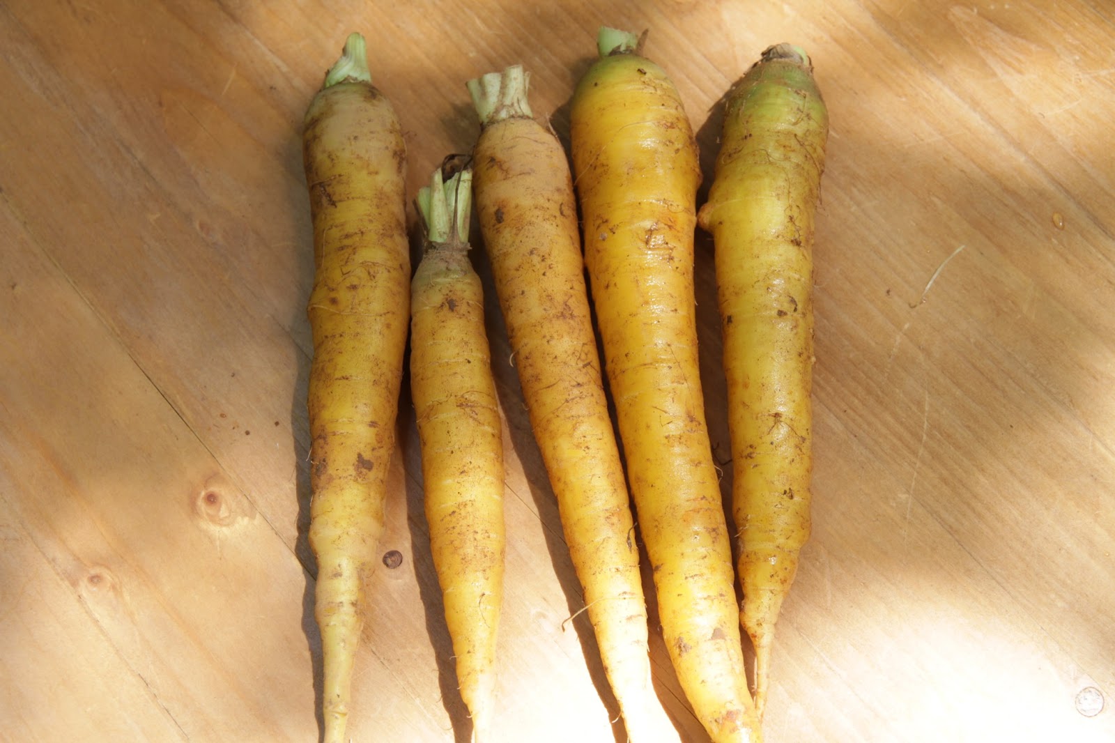 楽天市場 ズッキーニ 黄色 1本 イエロー イエローズッキーニ 黄色ズッキーニ お取り寄せ 単品 野菜 カラフル サラダ 新鮮 インスタ映えおしゃれ: 新鮮野菜とフルーツのお店 旬屋