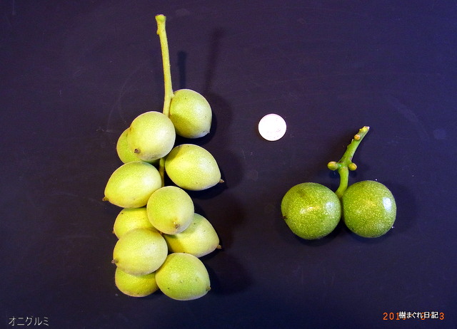 クルミ科 前編クルミ属東アジア植物記読みものサカタのタネ 家庭菜園・園芸情報サイト 園芸通信