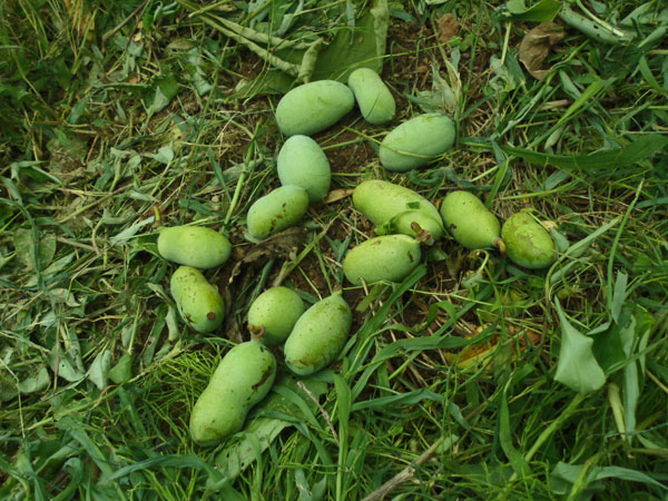 ポポー ポーポー の実の食べ方や味、栄養は？花の色や種類は？HORTI by GreenSnap