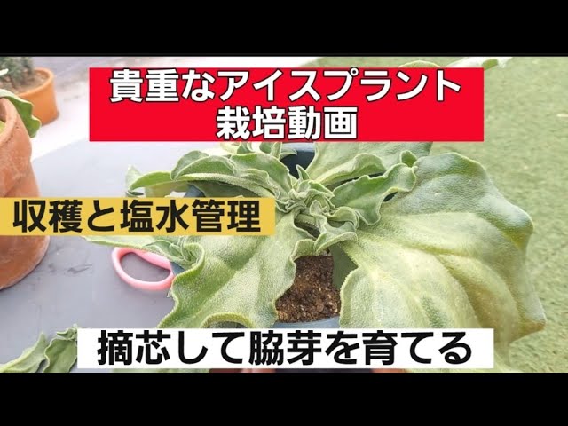 アイスプラントを種から栽培するならマスダケール