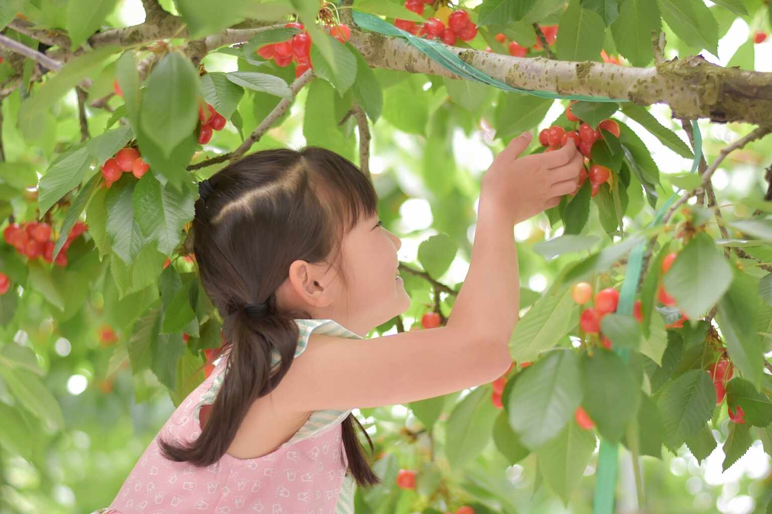 北海道の夏フルーツ狩りで新鮮な味を楽しもう🍒🫐