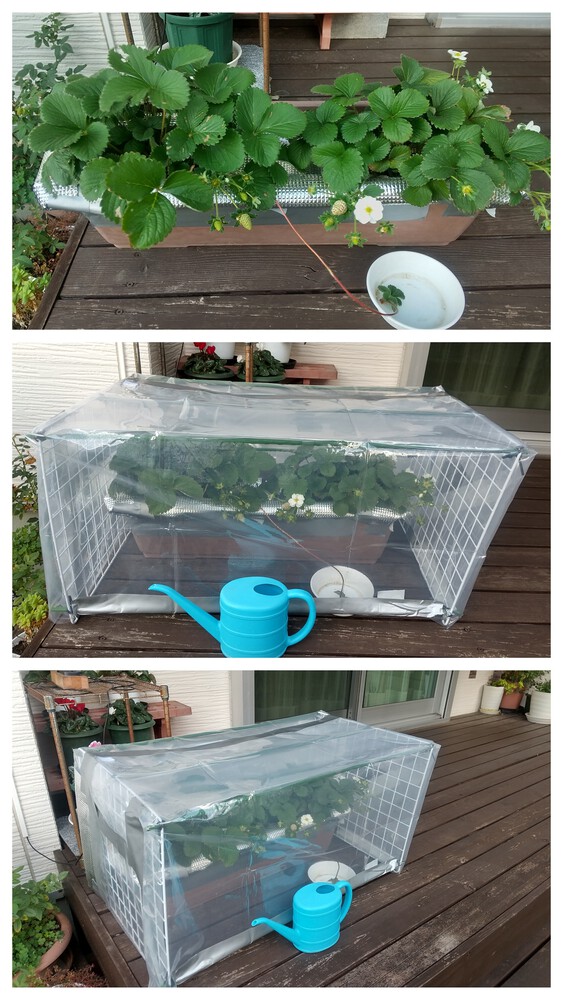 いちご ビニールハウスが登場！細長い庭のような空き地で家庭菜園