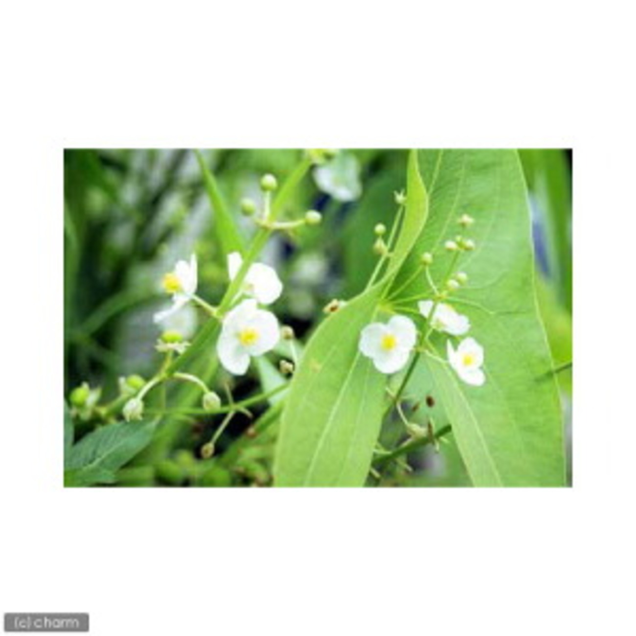 1月7日に七草粥を食べるワケ 〜知っておきたい「春の七草」のこと〜 – ダニよけシリカのウッディラボ、読み物