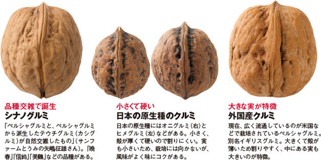 オニグルミとカシグルミ四季の森ニュース八ヶ岳・原村の別荘地探し、土地・別荘地・仲介物件情報