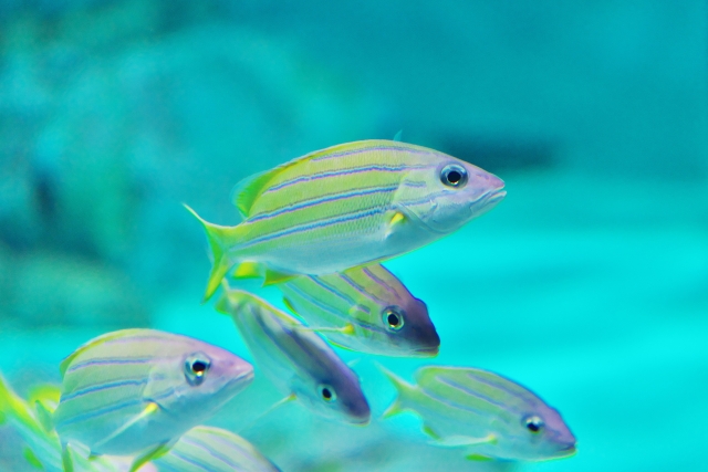 高校生物基礎」魚類の体液濃度調節のしくみをわかりやすく解説高校生物の学び舎