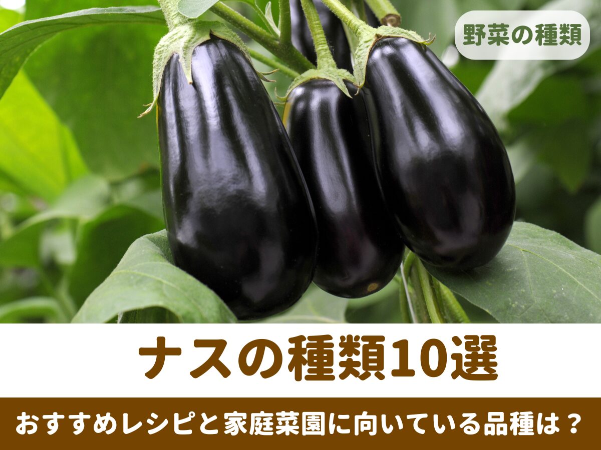 アメリカで長いナス 中国ナス を食べてみた - Mamemiso diary