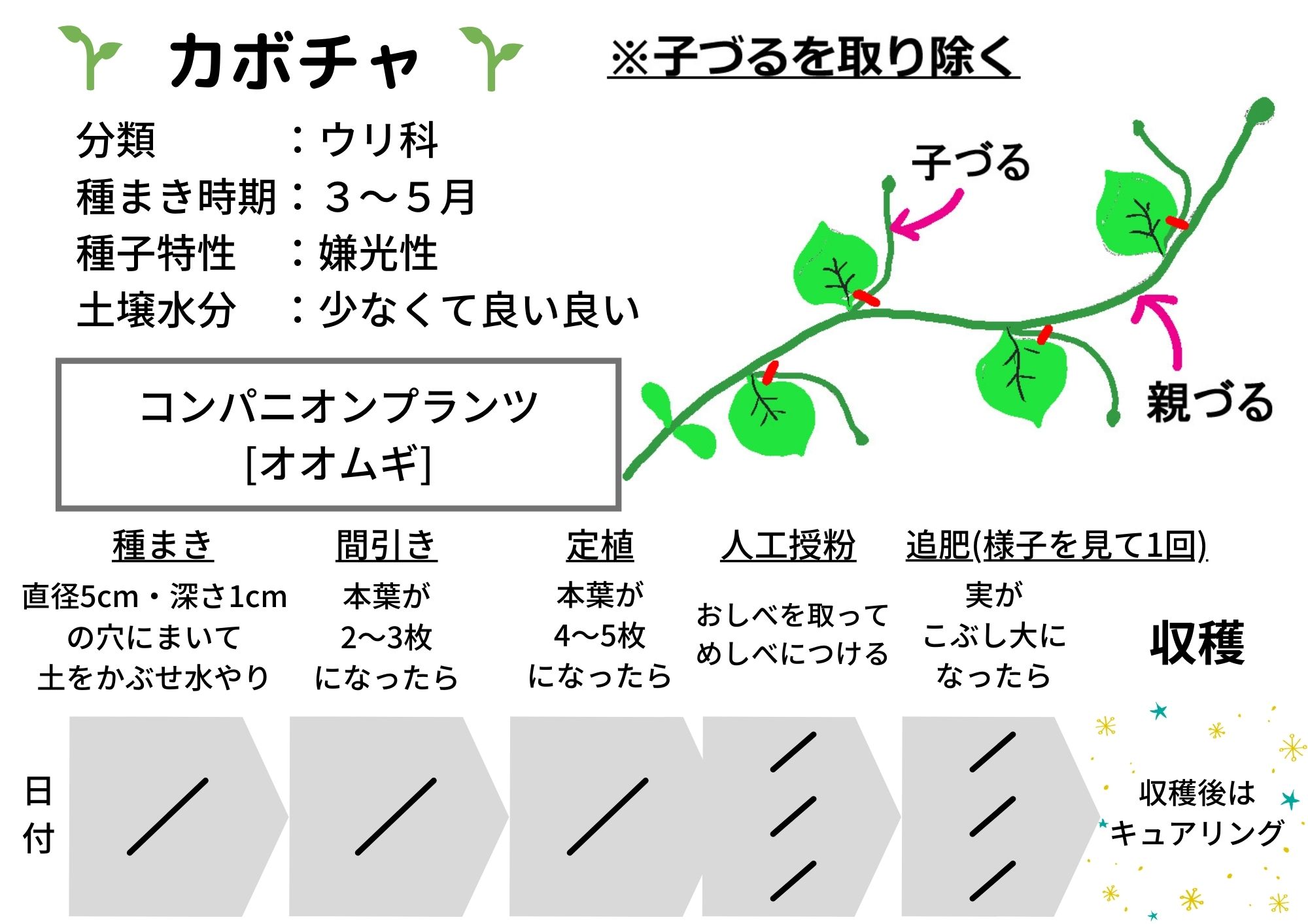 かぼちゃの育て方 植え付けから収穫までカボチャの宙吊り栽培記録すけたろうの雑記帳