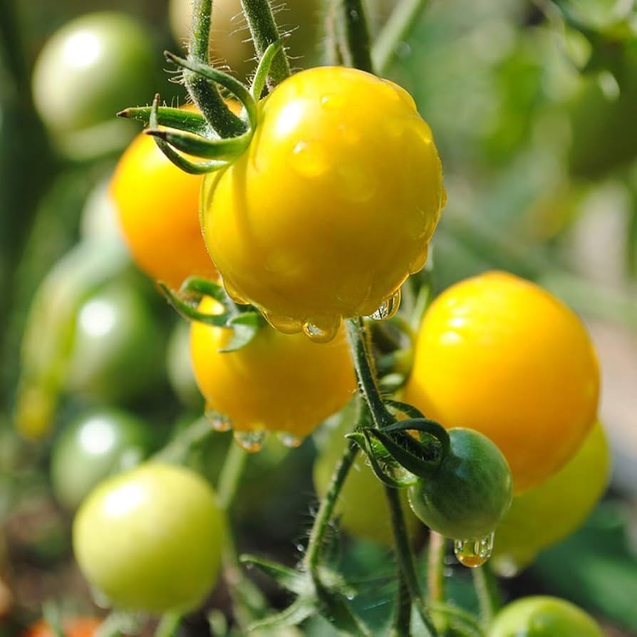 黄色いミニトマト 写真素材5295615- フォトライブラリ