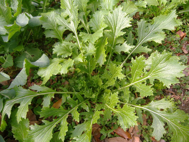 suiのお野菜株式会社sui