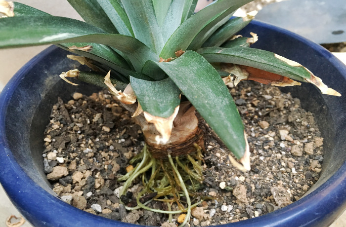 パイナップルの土について相談です いつも回答ありがとう 園芸相談Q&Aみんなの趣味の園芸