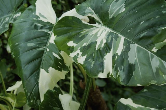 🌱さつまいも掘り🍠利府聖光こども園学校法人 聖光学園