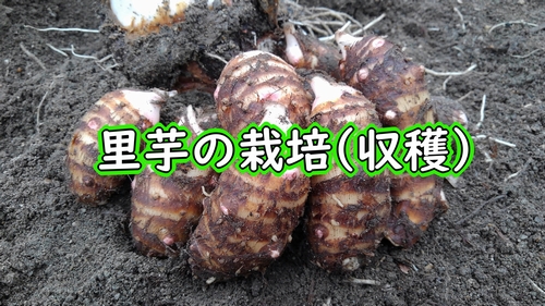 サトイモの逆さ植え サトイモってね、逆さに植えると必死になるんですよ - 現代農業WEB