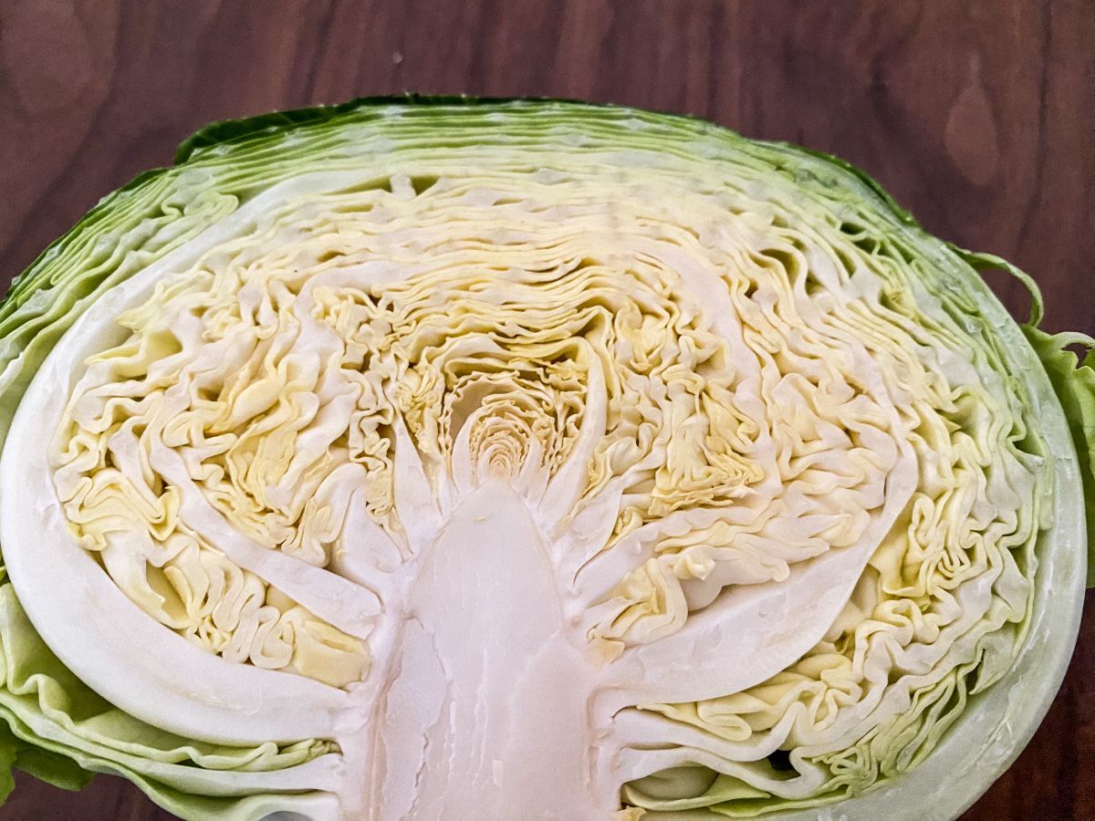 緊急事態 畑のキャベツがドロドロに 軟腐病の見分け方と今すぐできる対策サラセカライフ