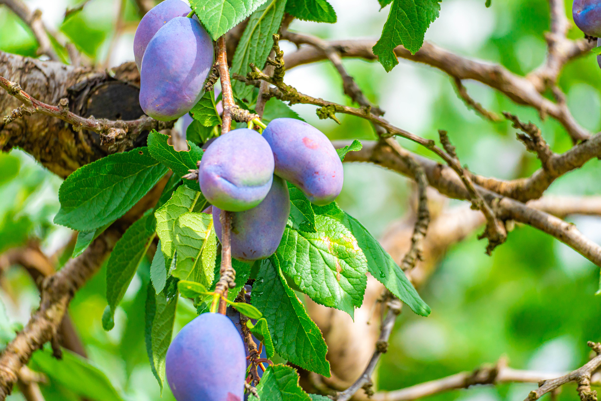 工藤先生もオススメ！ プルーンは便秘改善が期待できる！？！？ナッツの情報サイト Ton's Cafe トンカフェ