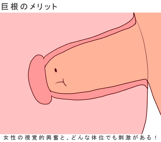 膀胱ってどこにある？大きさは？｜なりた泌尿器科・内科クリニック｜千葉県流山市の泌尿器科専門医