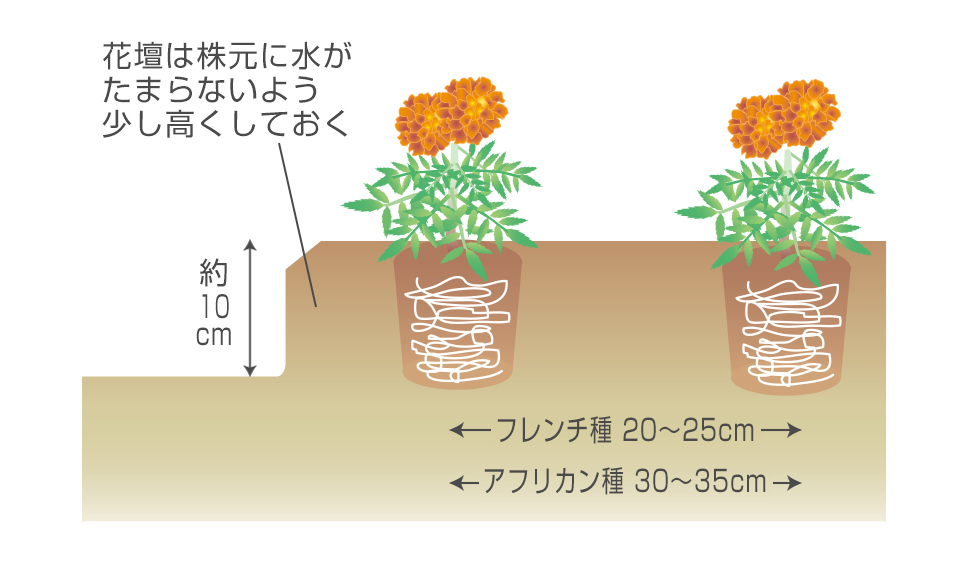 マリーゴールドの育て方種まきや寄せ植え、虫除けの効果は？HORTI by GreenSnap