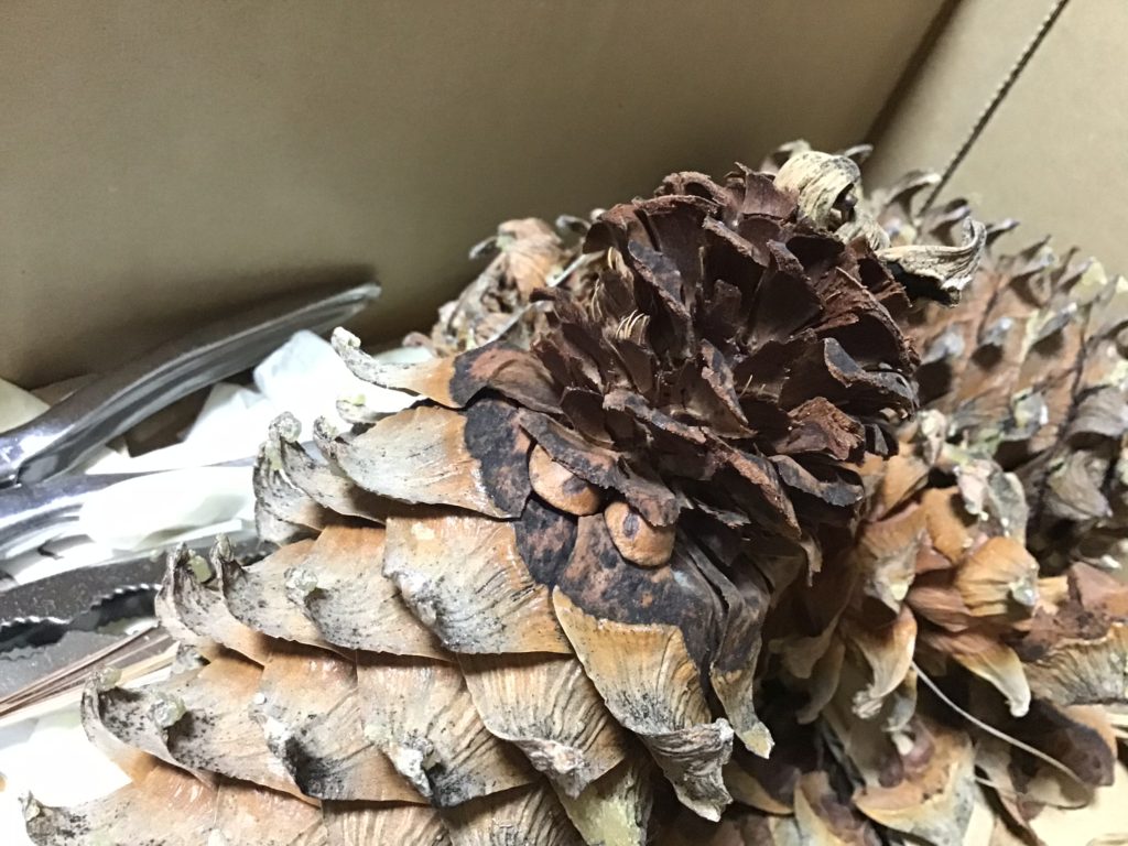 スイートポテトでびっくり。食べる松ぼっくり