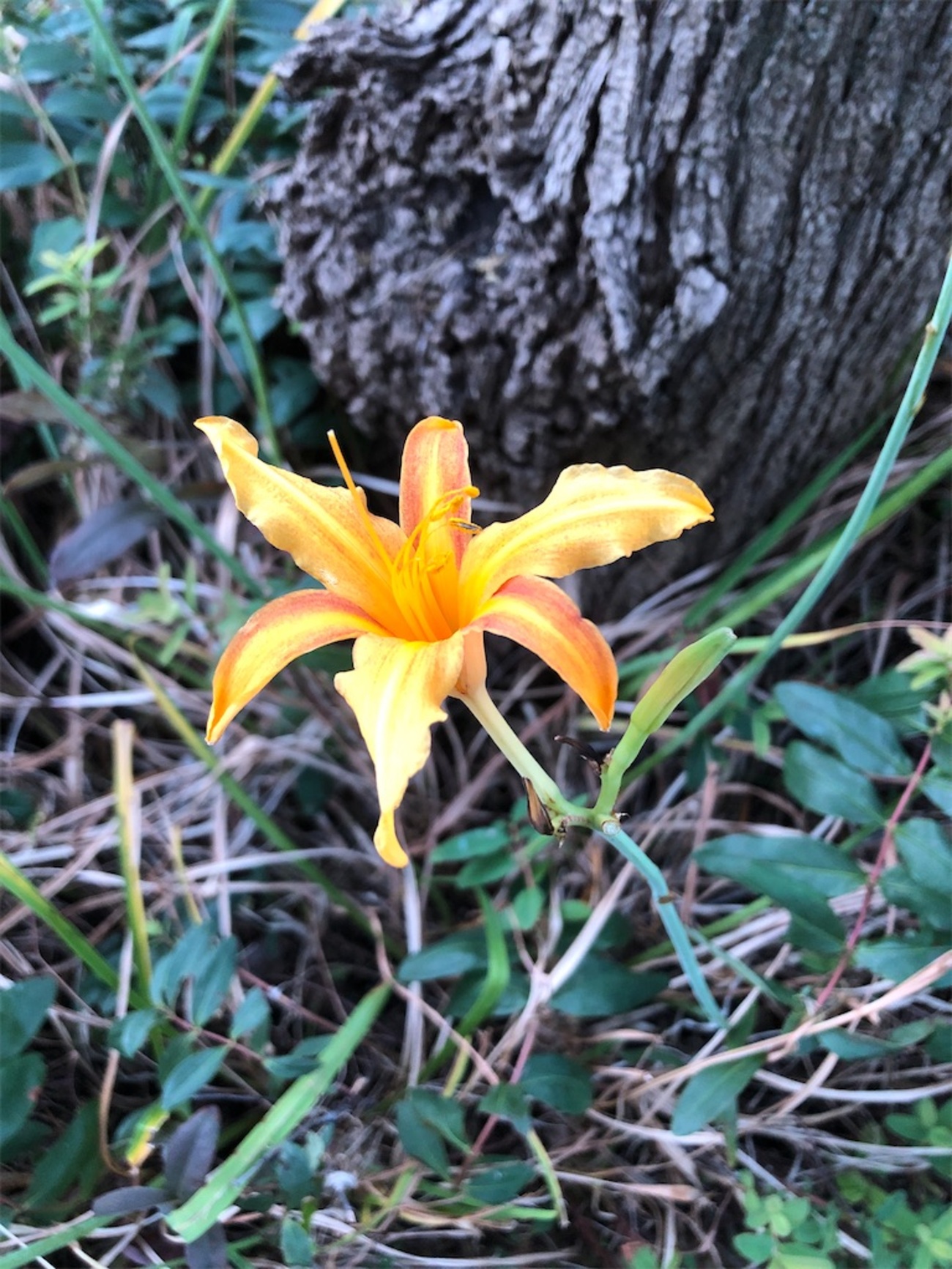 野草採りヤブカンゾウの蕾を採って食べました