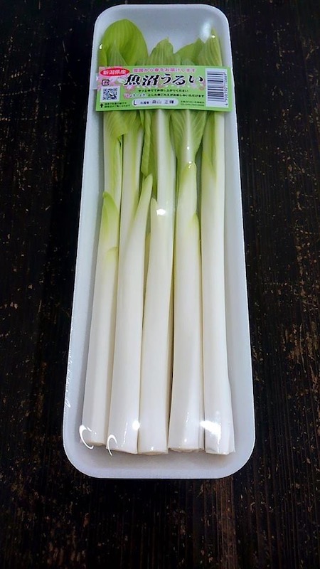 山菜採りシリーズ⑫ ウルイ オオバキボウシあきた森づくり活動サポートセンタ