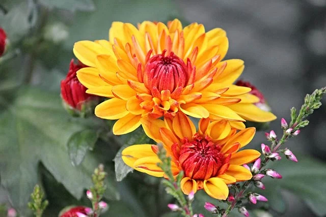 ビビッドなオレンジ色が元気をくれる！「ノウゼンカズラ」はどんな花