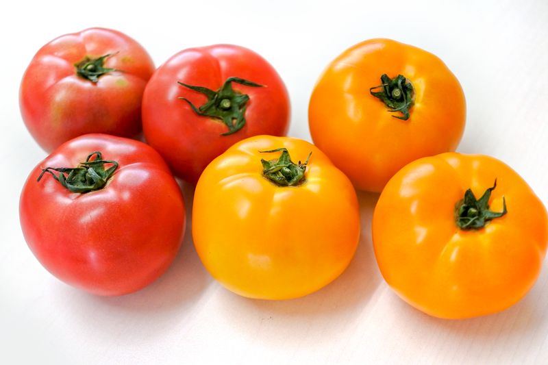 イエローピコ ミニトマト品種カタログタキイの野菜 タキイ種苗