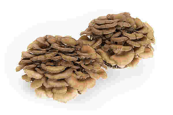 まいたけの賞味期限日持ちさせるコツ＆栄養や香りを高める方法は？コジカジ