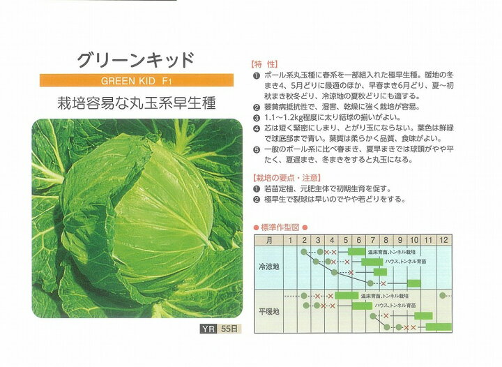 お頭付き！芽キャベツ3〜4本