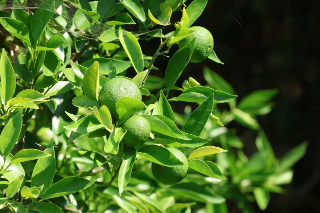 すだち青果の保存法すだち レシピ・保存法・農業すだちのいろは