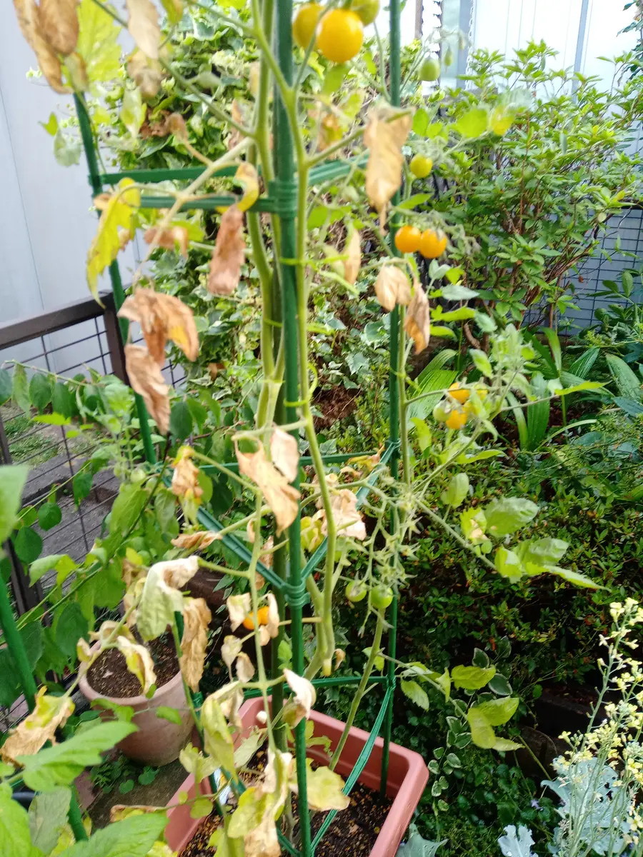 トマトの茎が茶色っぽく少しずつ葉が枯れてくる② : 野菜作り失敗の傾向と対策