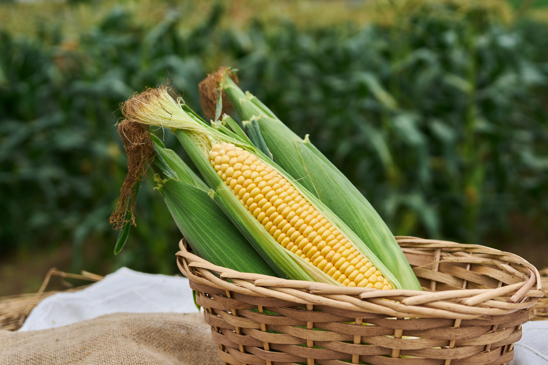 とうもろこしは、世界三大穀物のひとつさとふる公式 ふるさと納税ブログ