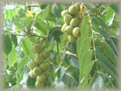 クルミいろいろ