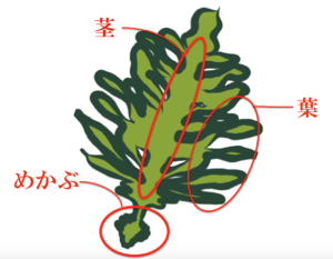 わかめとめかぶ、茎わかめ 違いは部位 - ウェザーニュース