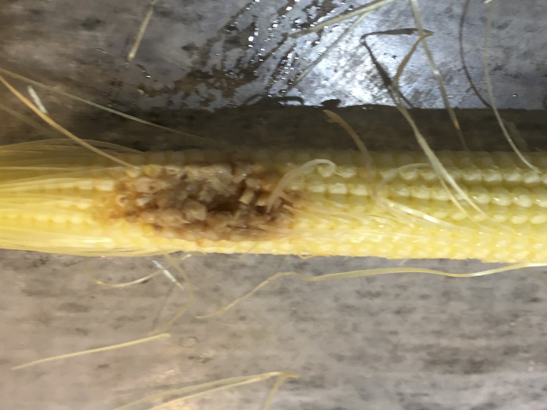 トウモロコシに被害をもたらすアワノメイガを防除！デナポンをまくだけで退治種 タネ ,球根,苗,資材,ガーデニンググッズの通販はサカタのタネオンラインショップ