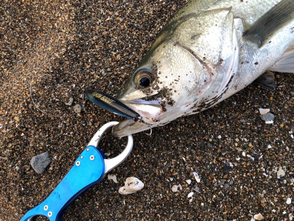 キス料理は天ぷら以外だと刺身は危険？寄生虫いる？アニサキスは